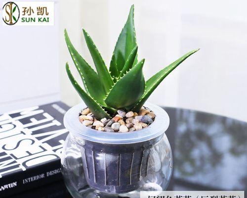 芦荟水培的培养要点（基础知识和技术操作）
