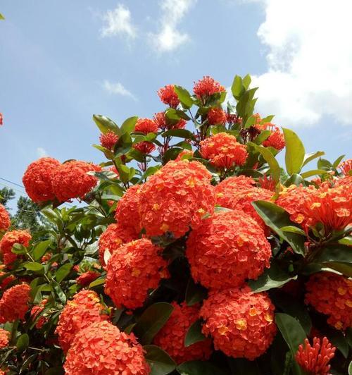 盛夏之花（探秘夏季开花植物的美丽世界）