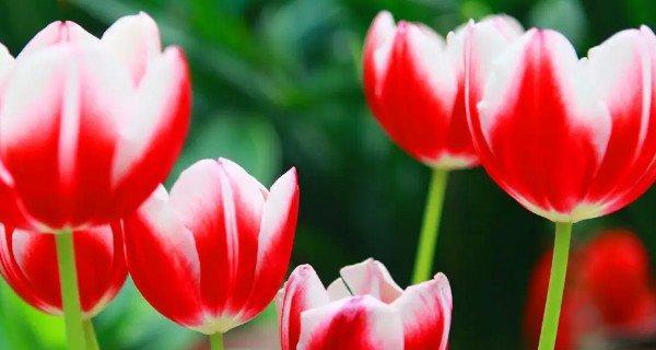 郁金香——繁荣与和谐的象征（荷兰国花的意义和传说）