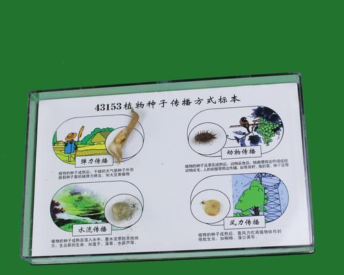 种子的传播方法（掌握传播技巧，让植物茁壮成长）_花植网