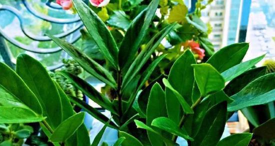金钱树移栽的注意事项（保证植株健康的关键在这里！）