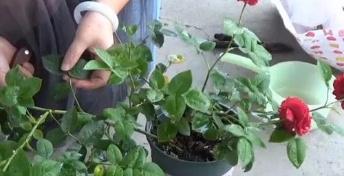 月季花的繁殖方法（掌握这六种方法，让你的花园更加美丽）