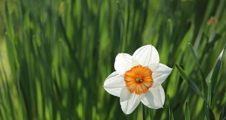 水仙花有毒吗？（水仙花是否适合放在卧室？）