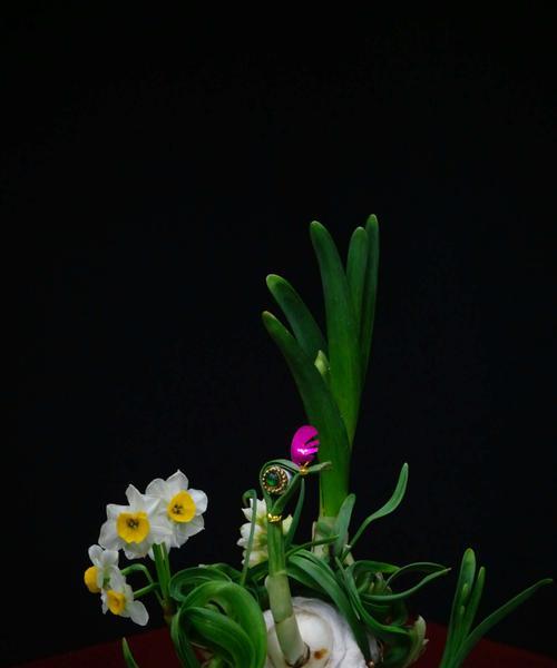 水仙花有毒吗？（水仙花是否适合放在卧室？）