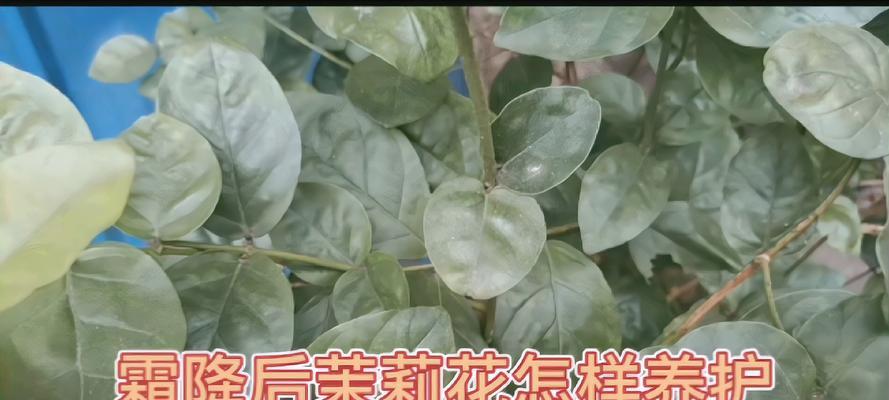 夏季茉莉如何浇水？（浇水的时间、方法与频率）