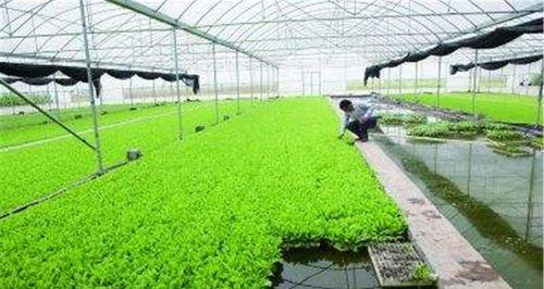 如何种植蔬菜（打造健康生活的第一步）
