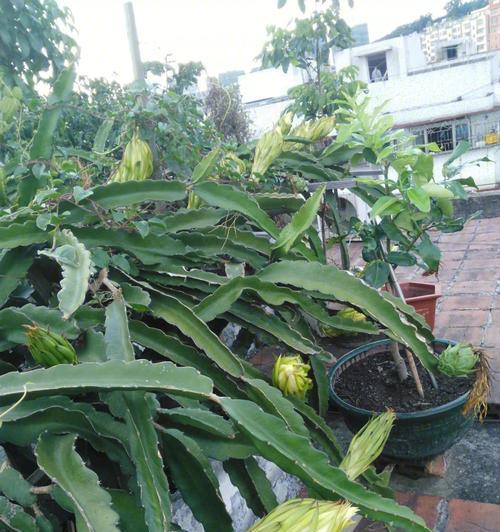 盆栽火龙果种植指南（从选苗到日常养护全攻略，让你轻松打造属于自己的小花园）