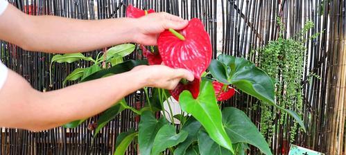 如何控制红掌花期？（科学管理让花期更精准）