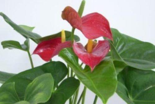 如何控制红掌花期？（科学管理让花期更精准）