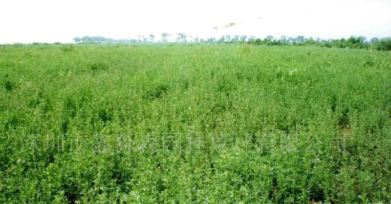什么时候种紫花苜蓿？（掌握种植时间，提高收成效益）