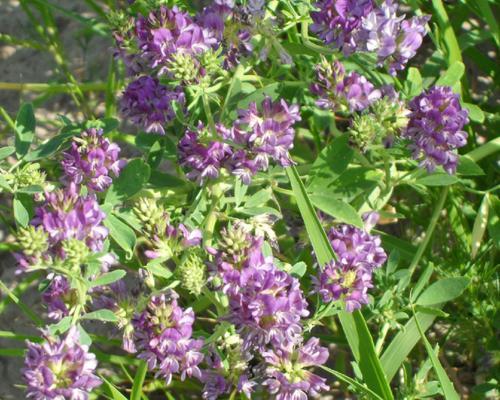 什么时候种紫花苜蓿？（掌握种植时间，提高收成效益）