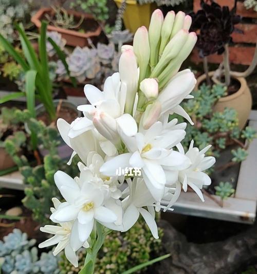 晚香玉花的含义（揭开晚香玉花神秘面纱）