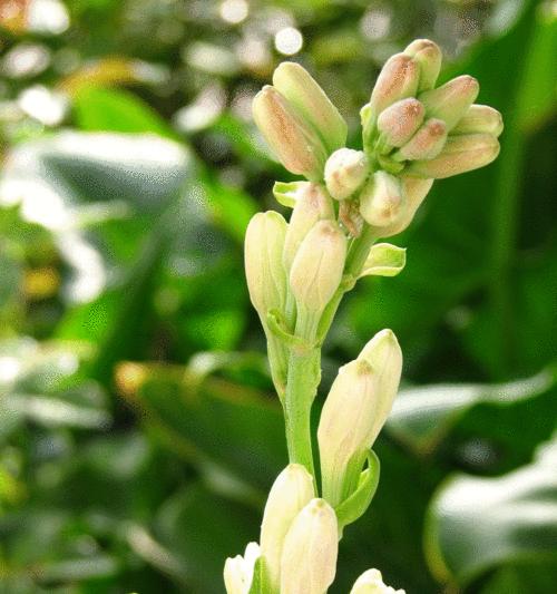 晚香玉花的含义（揭开晚香玉花神秘面纱）
