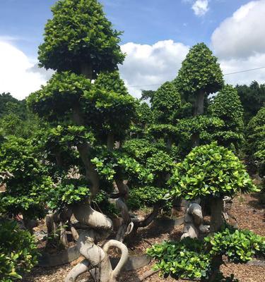 榕树盆景根粗养护（打造完美盆景，从根开始）