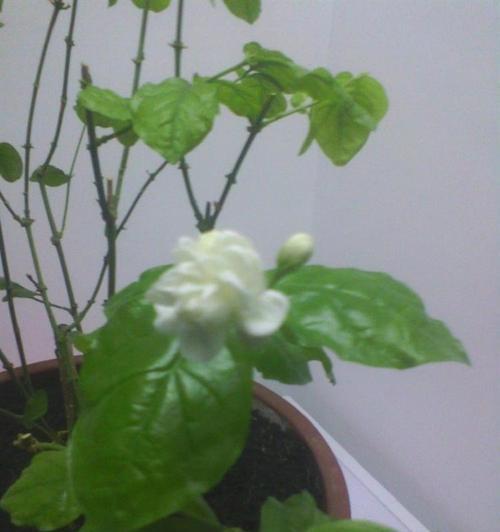 茉莉花开花季节（探秘茉莉花开花的奥秘）