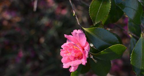 春天花开，美丽绽放（赏花指南，春色正好）