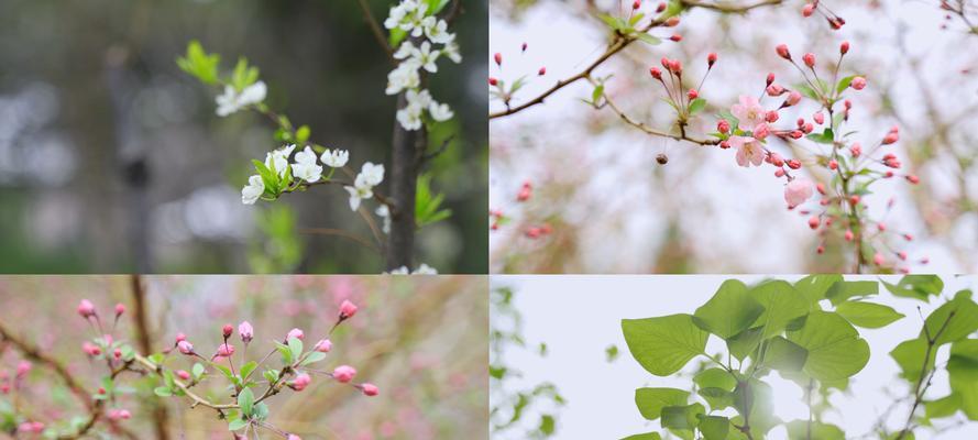 春天花开，美丽绽放（赏花指南，春色正好）