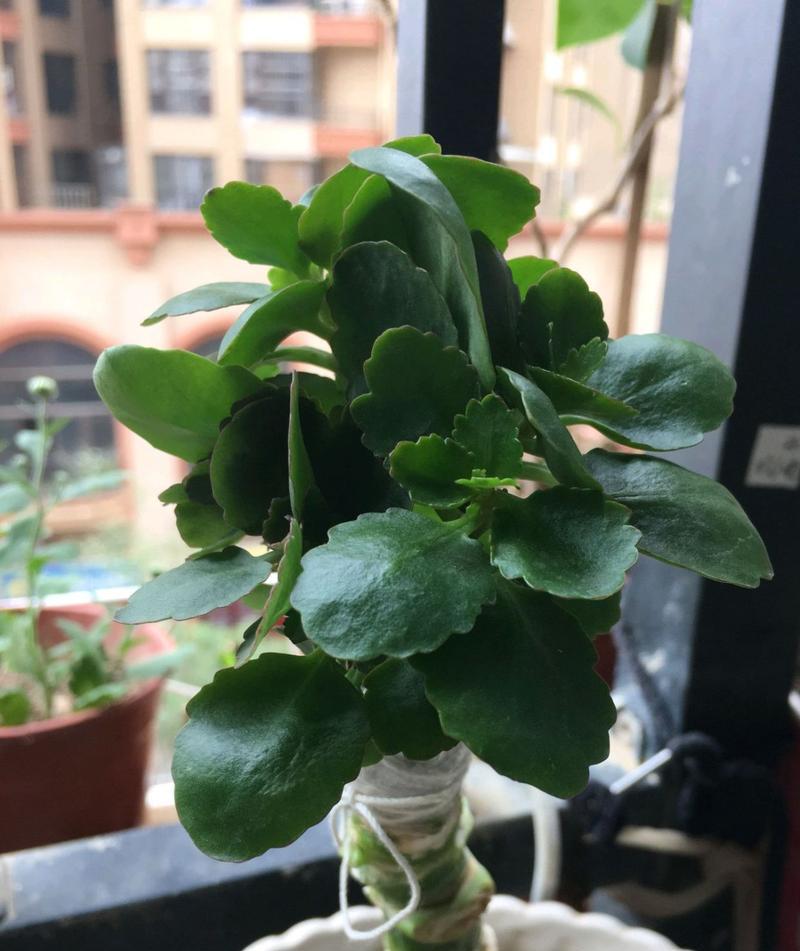 十大养不死的多肉植物排名（享受绿色植物的美丽和健康，多肉植物让你变身植物爱好者）