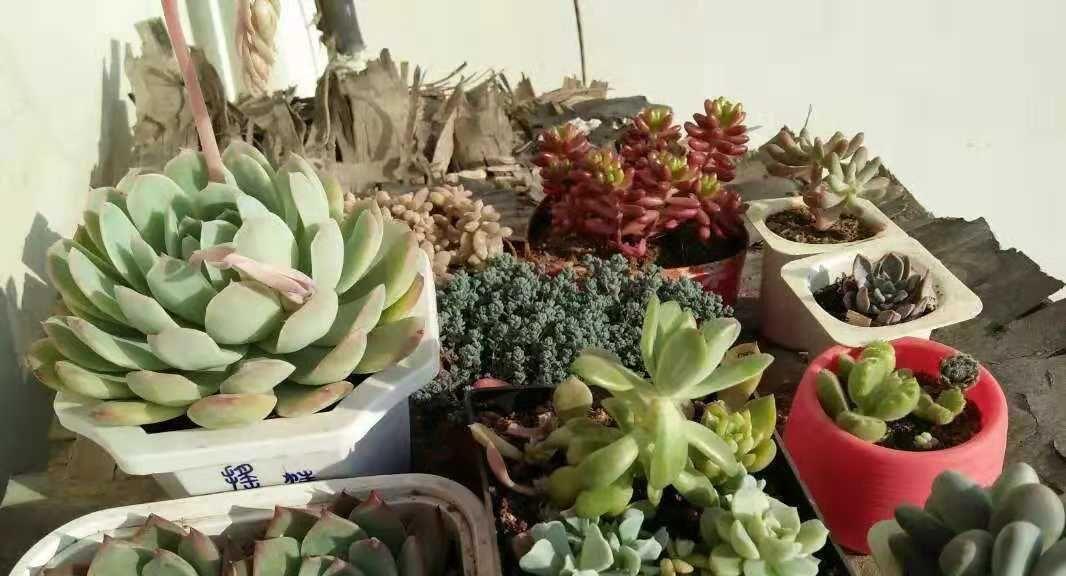 十大养不死的多肉植物排名（享受绿色植物的美丽和健康，多肉植物让你变身植物爱好者）