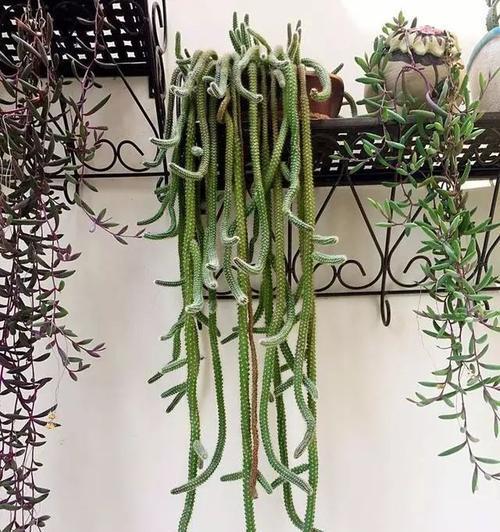 十大养不死的多肉植物排名（享受绿色植物的美丽和健康，多肉植物让你变身植物爱好者）