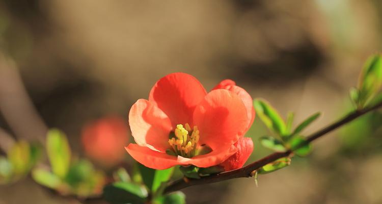 春日花香，绚烂花海（迎接春天，赏花盛宴）