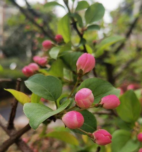 春日花香，绚烂花海（迎接春天，赏花盛宴）