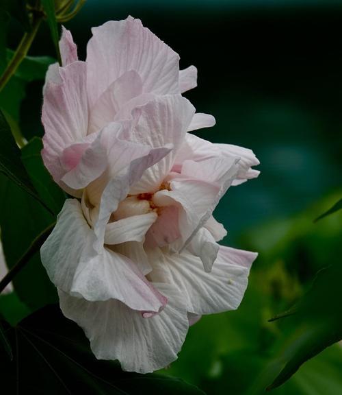 木芙蓉花期在几月？（探究木芙蓉花期，美丽的花海背后）