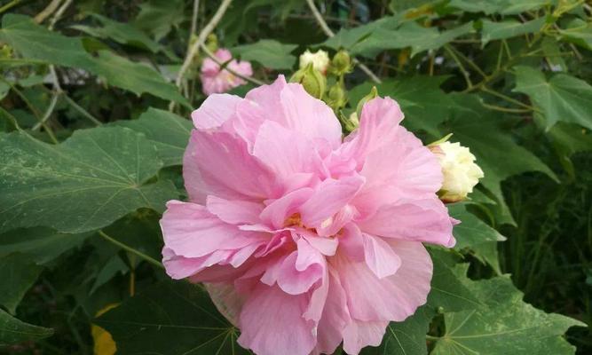 木芙蓉花期在几月？（探究木芙蓉花期，美丽的花海背后）