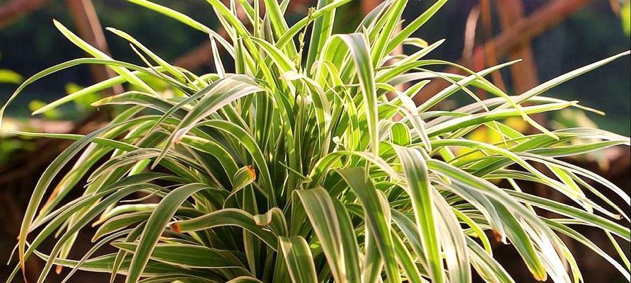 吊兰品种大全——探秘不同类型的吊兰植物（了解吊兰品种，打造绿意盎然的家居环境）