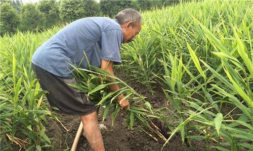 生姜种植技术和管理（提高产量和品质的关键）