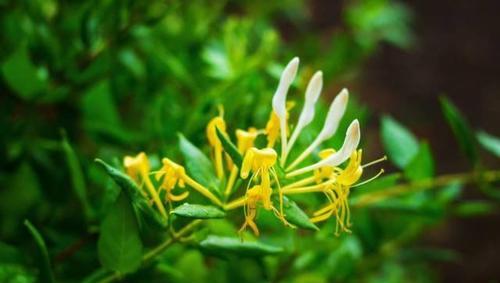 意大利鸳鸯藤的种植技巧（打造美丽的花园，从种植意大利鸳鸯藤开始）