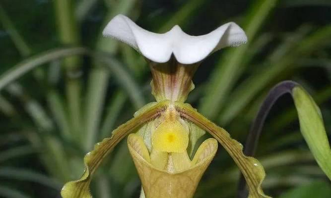 我国珍稀植物保护（保护珍稀植物，共建美丽中国）