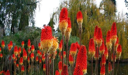 火炬花的养殖秘诀（打造绚丽多彩的花园）