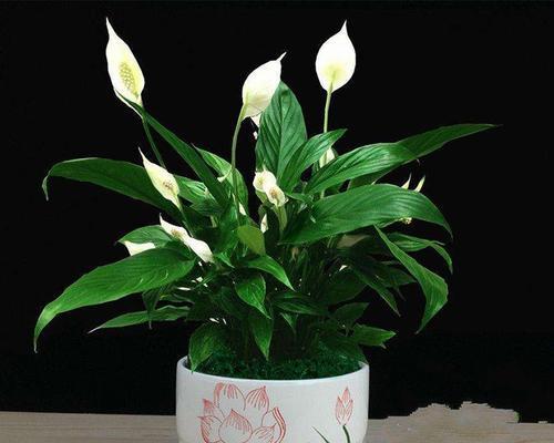 春季家庭盆花养护全攻略（从浇水到施肥，让你的盆花焕发新生命）