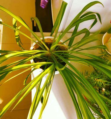 春季家庭盆花养护全攻略(从浇水到施肥,让你的盆花焕发新生命)