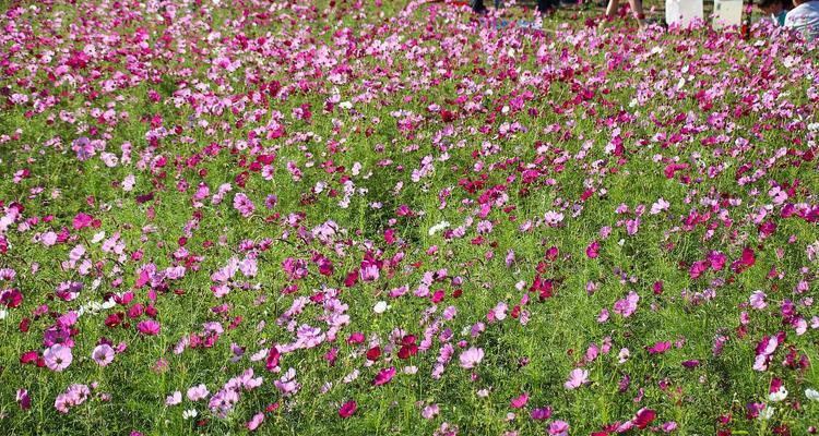 波斯菊种植全攻略（春季植物，轻松种出美丽波斯菊）