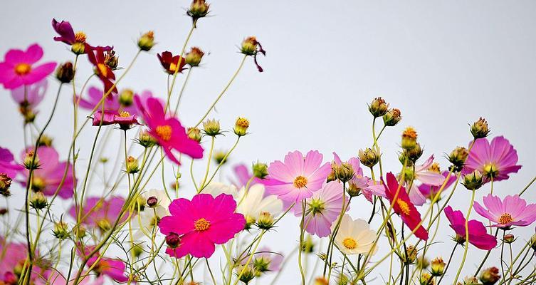 波斯菊种植全攻略（春季植物，轻松种出美丽波斯菊）