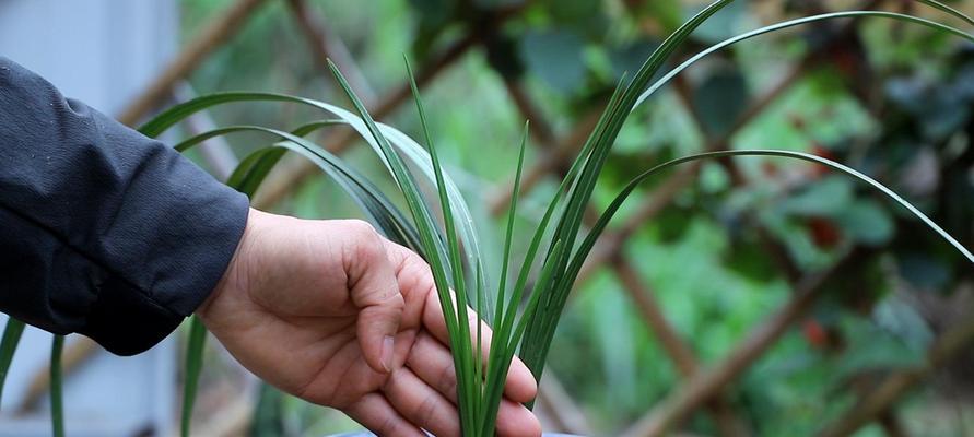 兰花栽培技术与养护（掌握兰花养殖，让美丽兰花长盛不衰）