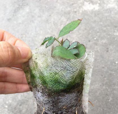 三角梅育苗繁殖方法详解（如何培育更多美丽的三角梅）