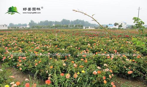 如何种植健康美丽的月季花（掌握正确方法，培育属于自己的花园乐趣）