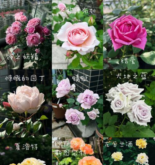 花的世界——探寻各种不同种类的花（品味千姿百态，了解花的多样性）