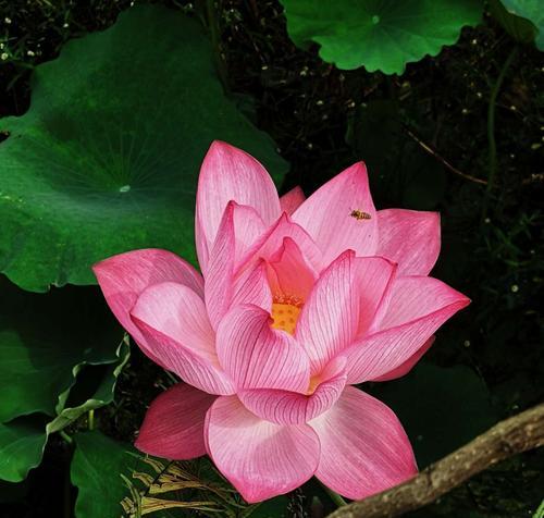 夏日缤纷花海（盛开在阳光下的美丽花卉）