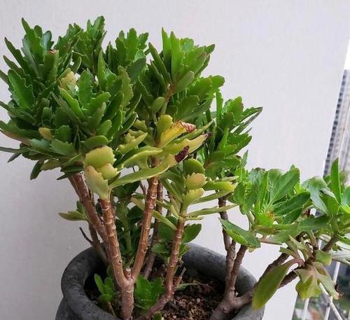 如何让长寿花快速开花（花艳如锦，技巧大揭秘）