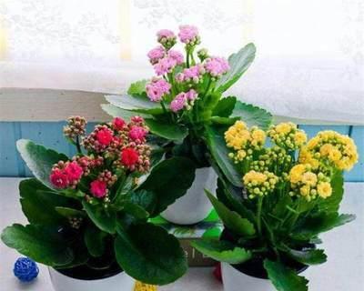 如何让长寿花快速开花（花艳如锦，技巧大揭秘）
