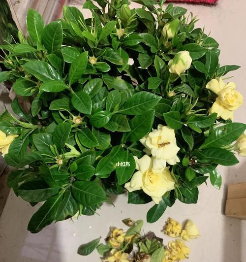 栀子花养护指南（叶子黄了怎么办？——）