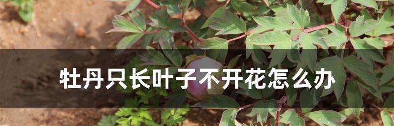 牡丹叶子枯了怎么办？（教你轻松应对牡丹叶子枯萎问题，让花园更美！）