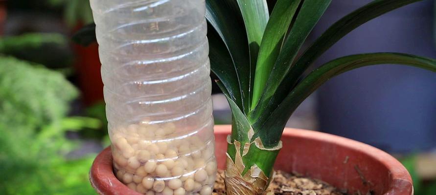 什么时候是摘取君子兰种子的时间？