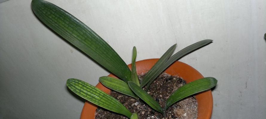 什么时候是摘取君子兰种子的时间？