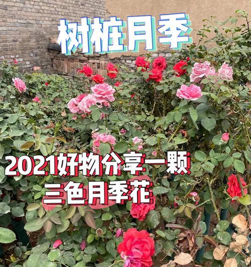 探寻最稀有的月季花品种（揭示月季界的珍稀宝藏——稀有月季品种）