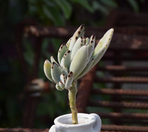 多肉植物月兔耳的全面养殖指南（从选苗到繁殖，让你轻松养出美丽的月兔耳）